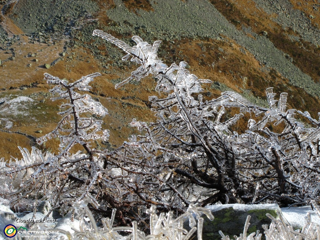 16 Albero di Natale.JPG